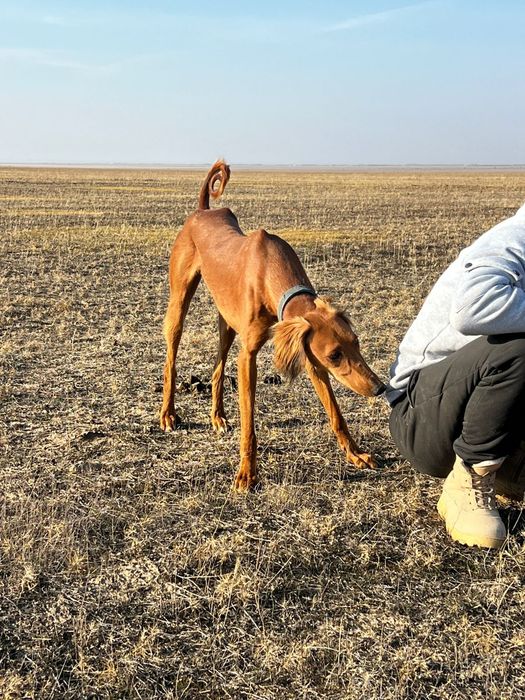 Тазы еркек сатылады