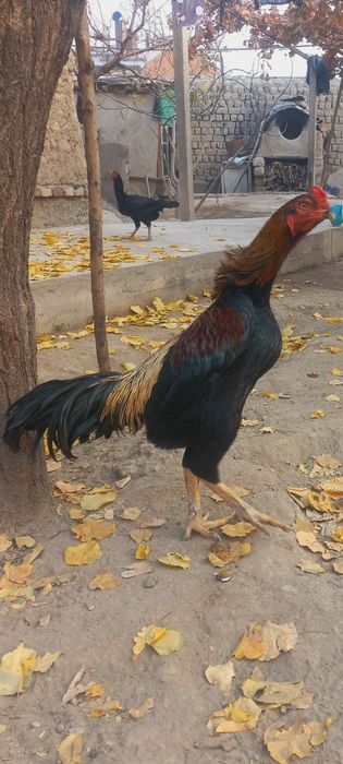 дакканг жужалари сотилади макиён тухумлаябди жужаларни ота онаси нархи