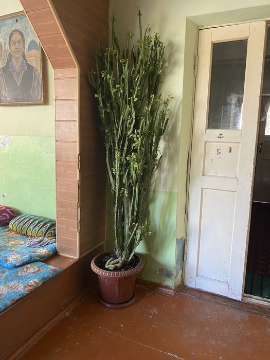 Высокий Кактус