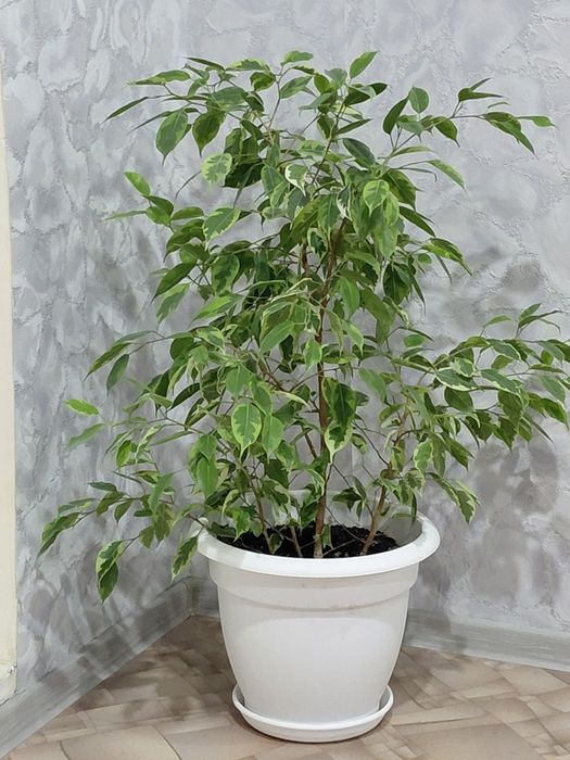 Фикус Бенджамина