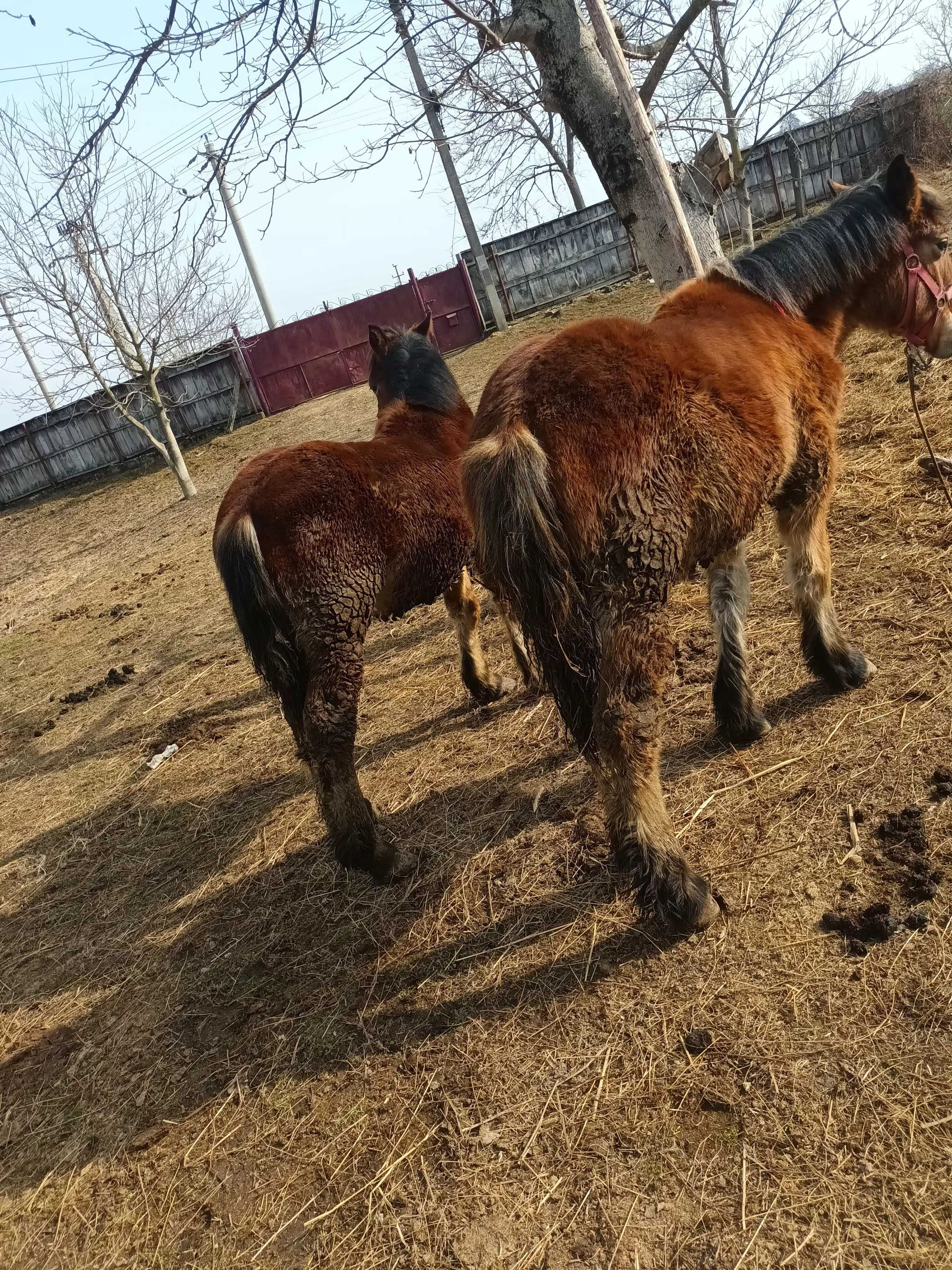 Manji si vaca de vanzare