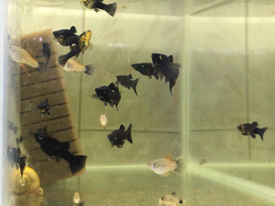 Pesti de acvariu, exotici- tetrazona, gupy , molly , platy , etc