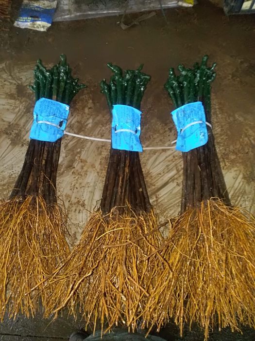 Butași vita de vie altoita anul 2 și anul 3