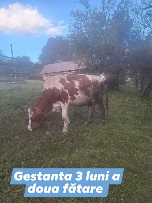 Bălțată Româneasca, cu certificat de origine.