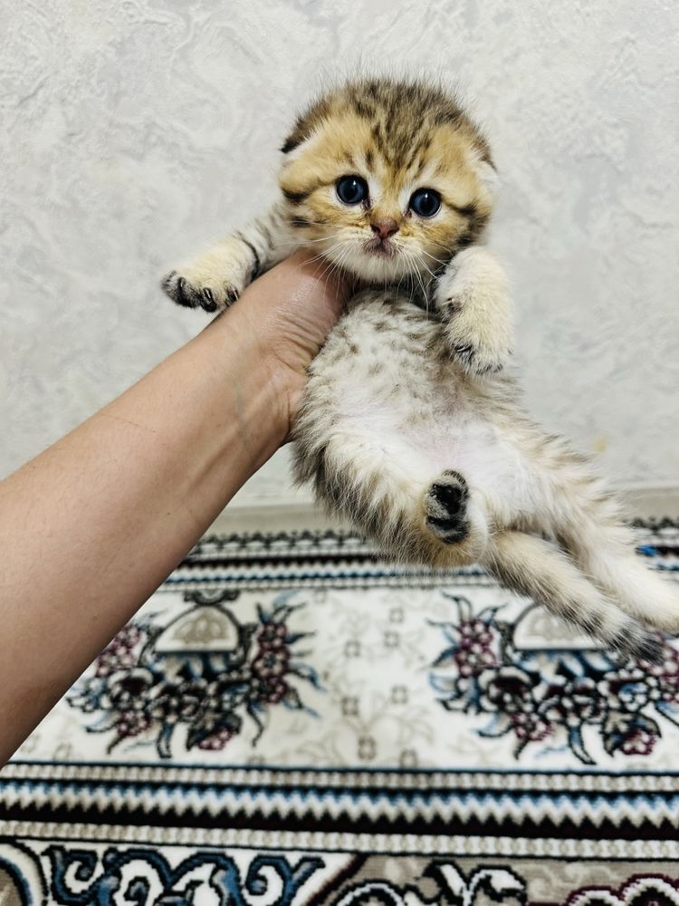 Zolataya shinshilla tabbii