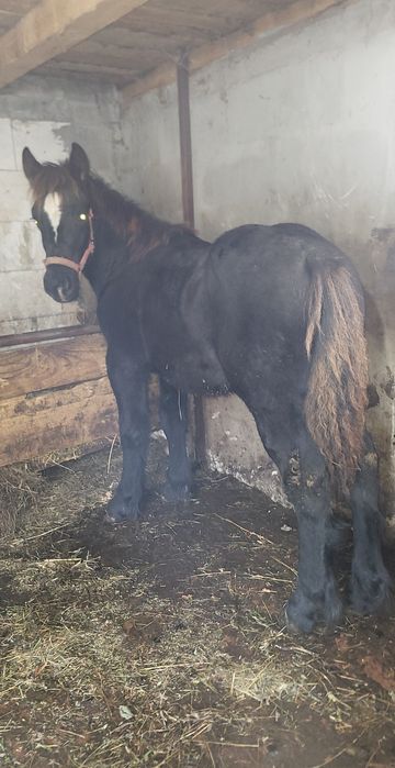 De vânzare mânz de 5 /6 luni