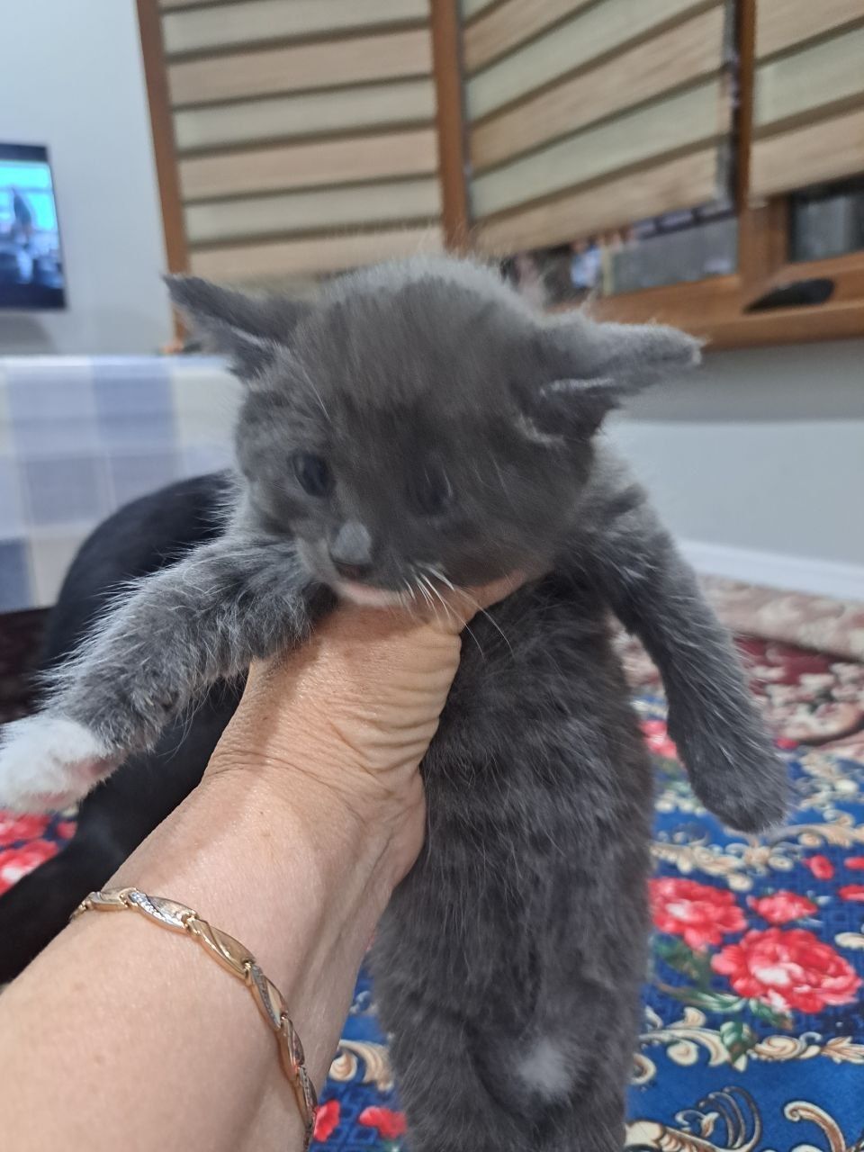 Продам Котят красивые, умные