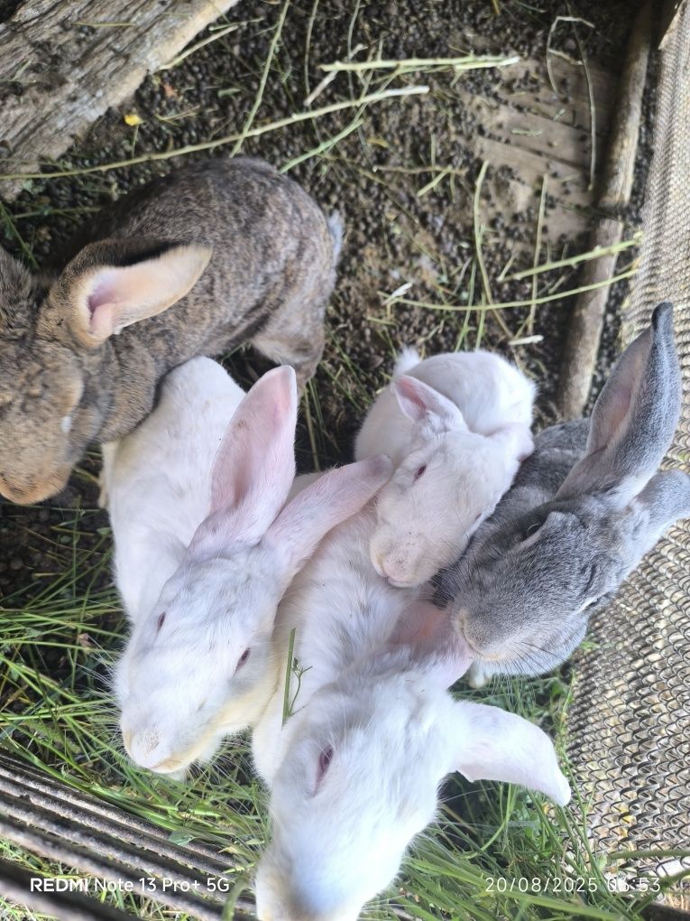 3 oylik vilikan quyonlar sotiladi