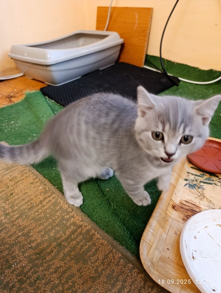 Мъжко британско коте