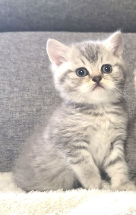 Британска късокосместа