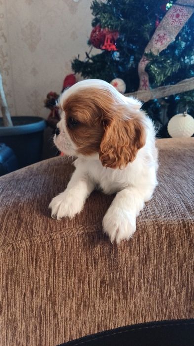 Продавам кавалер кинг чарлз шпаньол