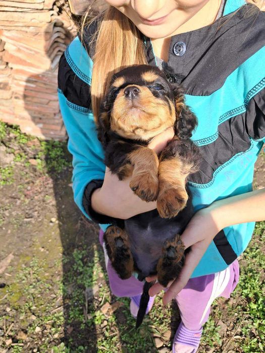 Американски Кокерчета