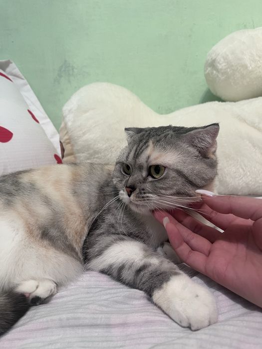 Ищем новый дом для кошки