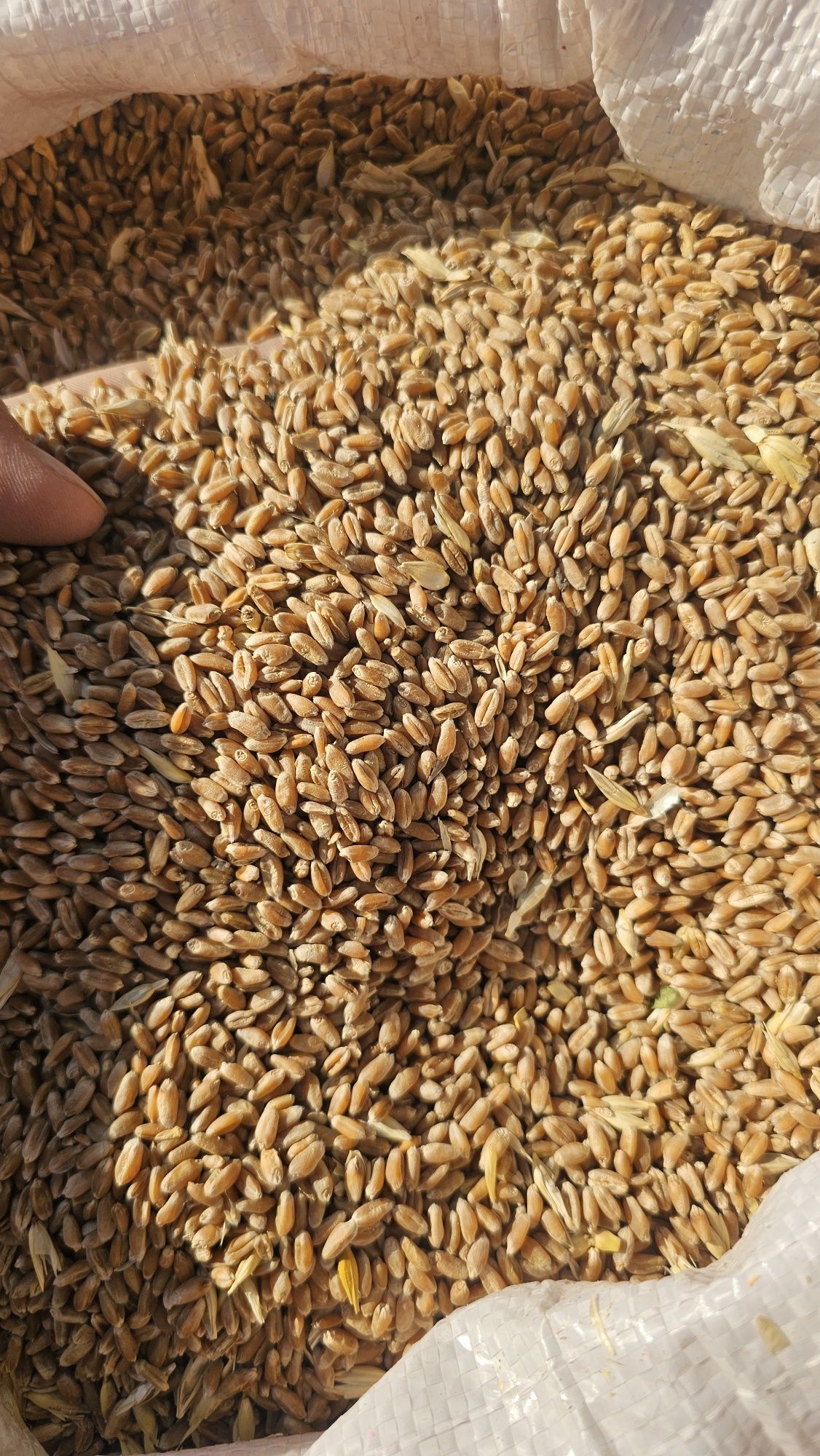 Bugdoy sifatli ishochli yetkazib berish mavjud