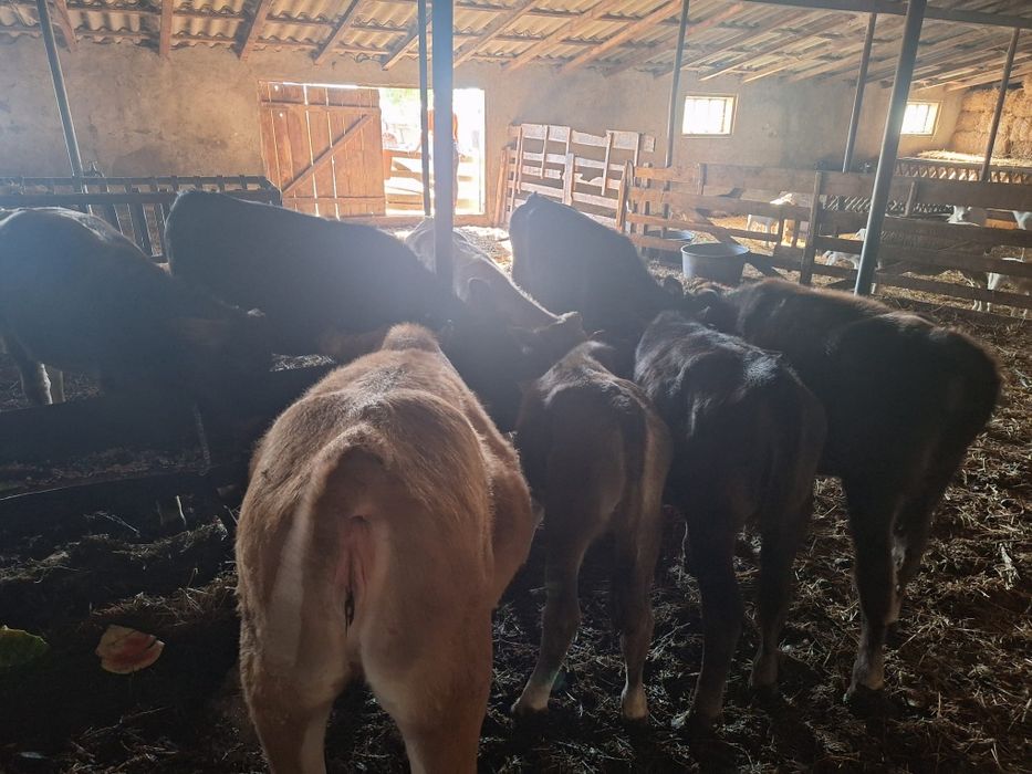 Vând 9 vițele, rasa mixta