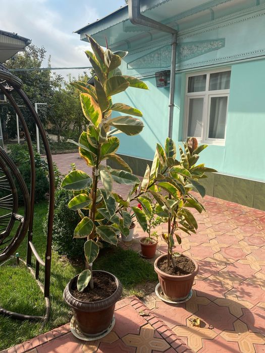 Цветы фикус домашний