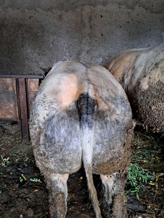 Vand taur belgian