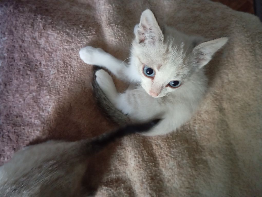 Отдам даром котят