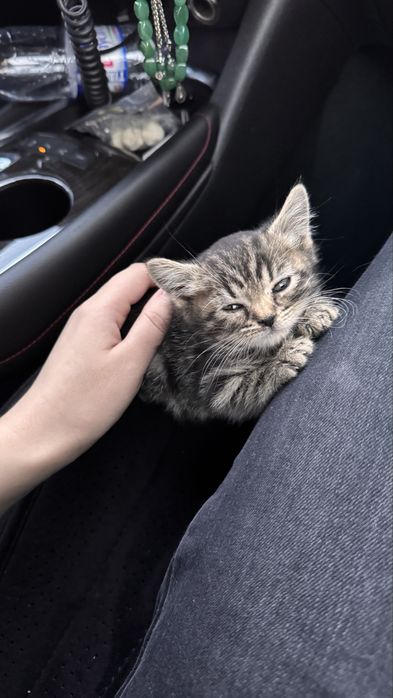 Срочно Продам котенка мама бенгальская