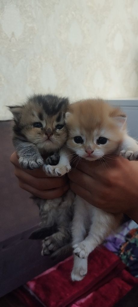 Продам котят от правильной вязки,