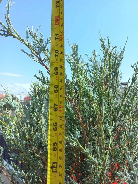 Хвойна „Синя Стрела" / Juniperus „Blue Arrow"