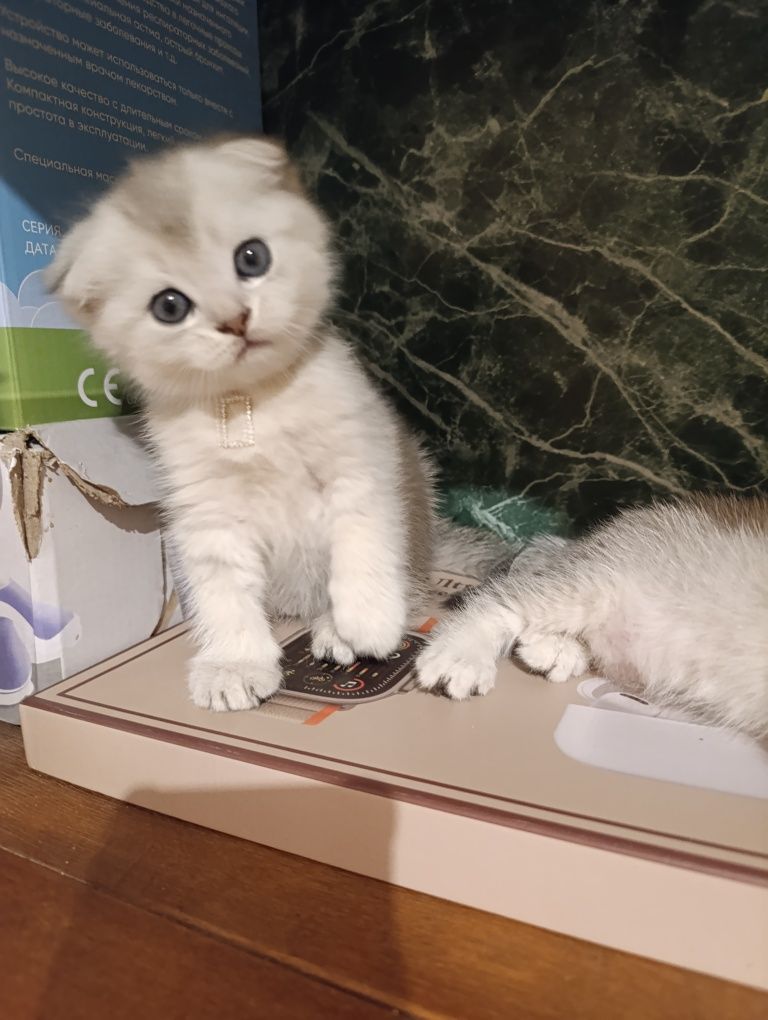 Серебристый Шиншилла.Скоттиш Фолд