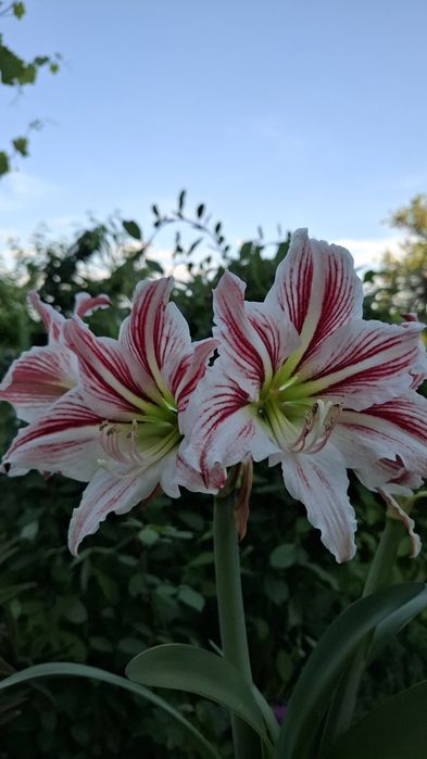 Цветя за балкона и градината. Цена от 0.50-15лв/бр