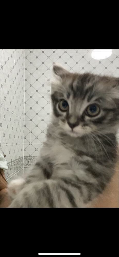 Котенок девочка Хэппи