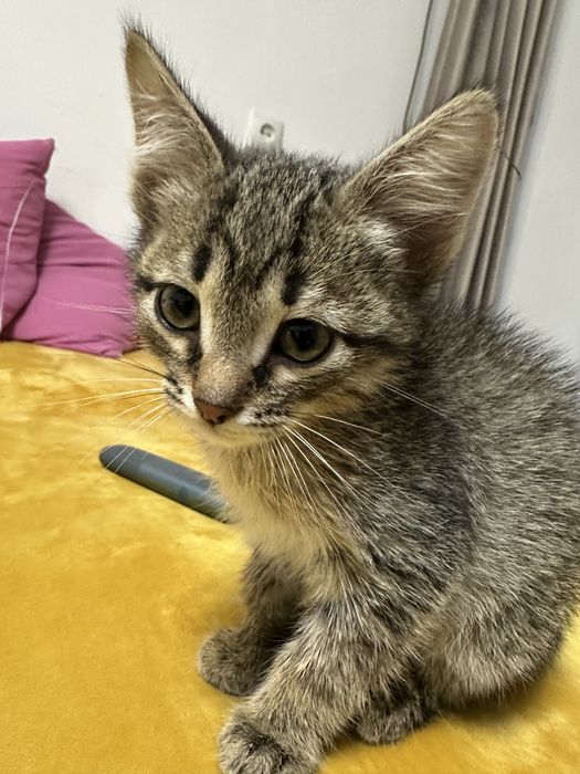 Котята один месяц