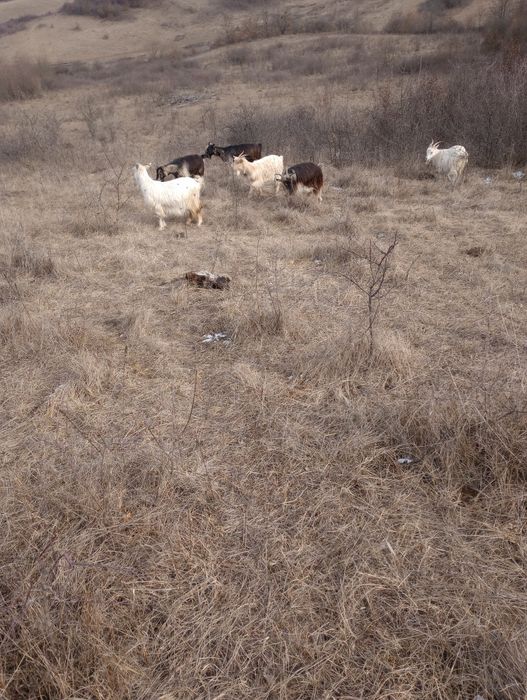 Vând 10 capre bune sau schimb cu oii