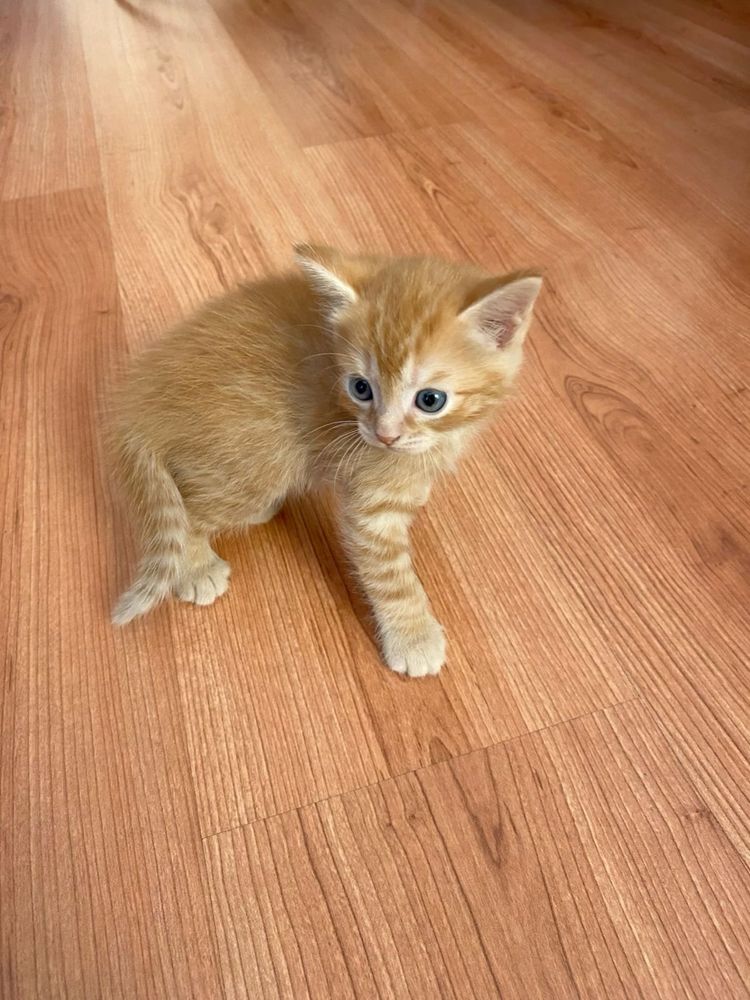 British Shorthair Orange