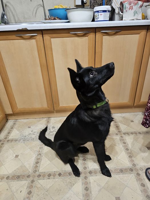 Отдаётся собака, собака ищет дом