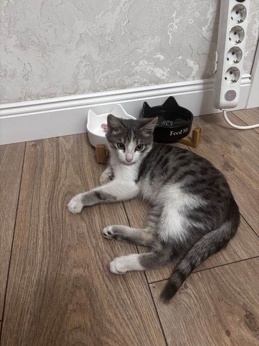 Котенок, в добрые руки