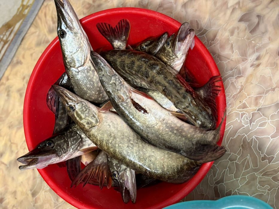 Свежая Щука Продам