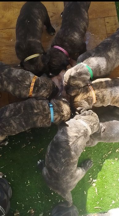 Преса Канарио Presa Canario