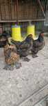 Vand familie Brahma gold