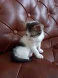 Котята.      даром