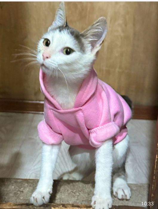 Отдам в добрые ручки