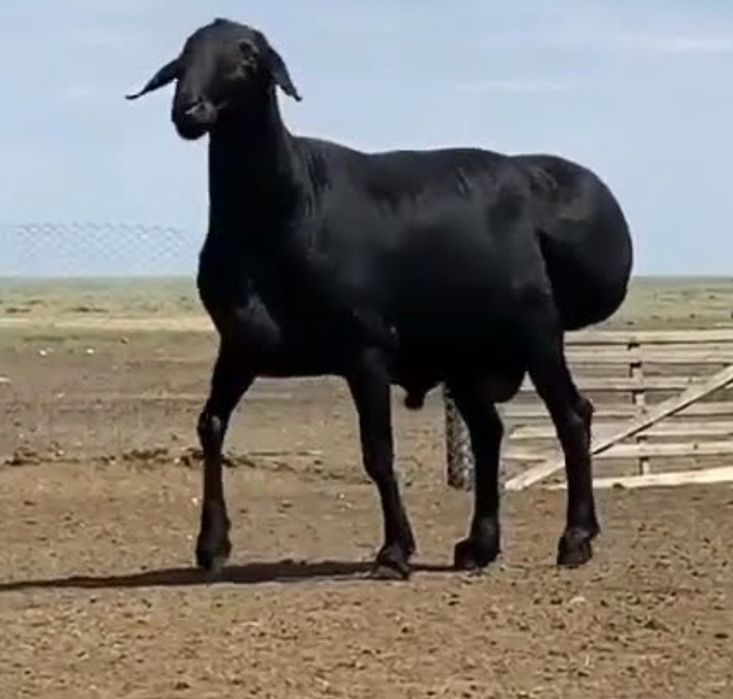 Qo'chqor Sotiladi