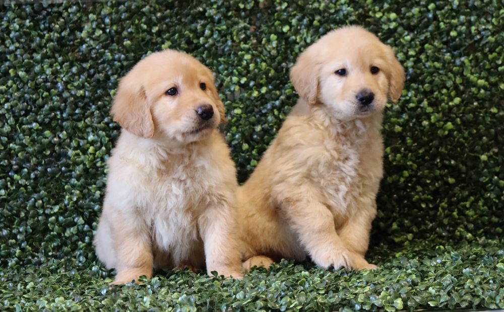 Голдън Ретрийвър