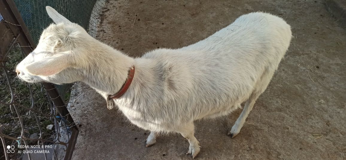 Vând capre gestante o alpină franceză și o sannen