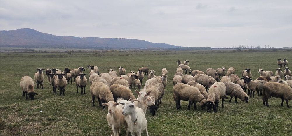 De vanzare oii Suffolk