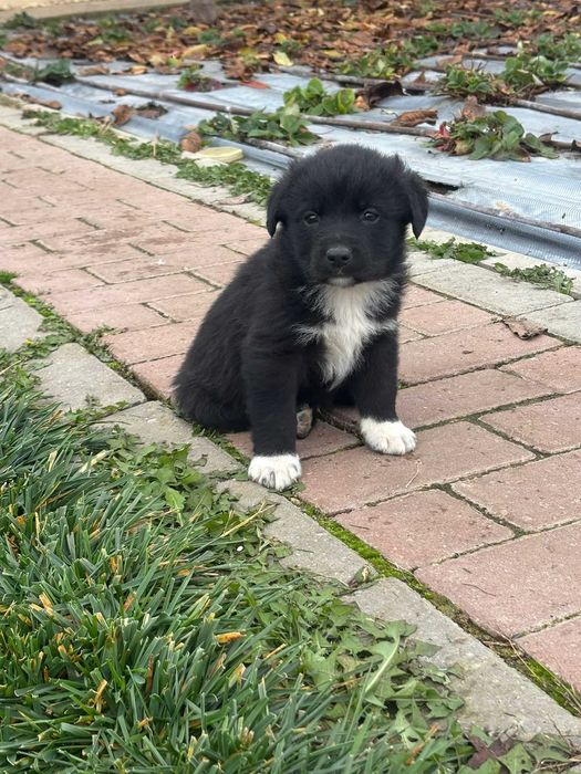 Ofer spre adoptie 7 catelusi super simpatici