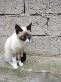 Сиамская кошка девочка