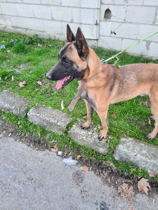 Белгиска овчарка. Малиноа