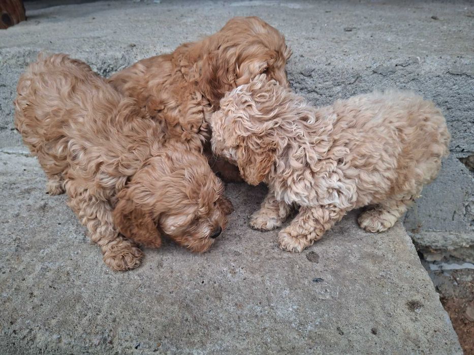 Кучета за трюфели порода лагото кокер вече имат интерет към гъбата