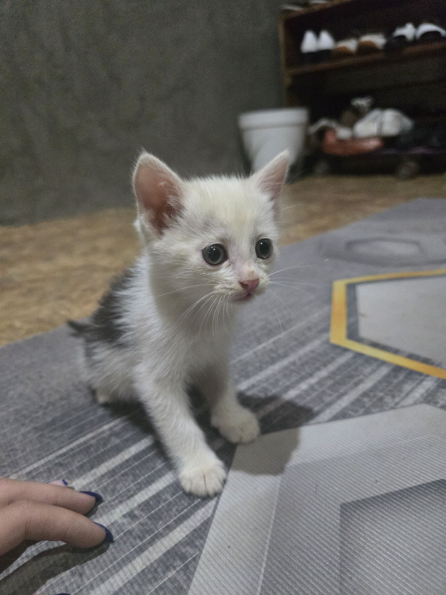 Котята хорошее...