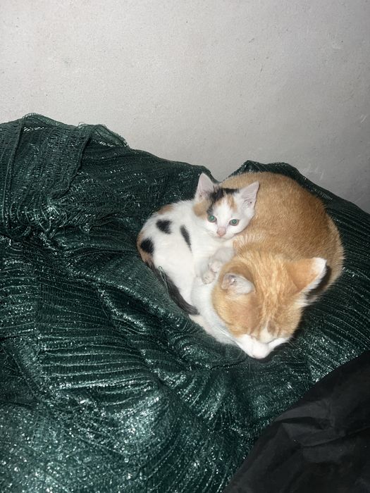 Donez pui de pisică, in varsta de 3 luni foarte jucaus!