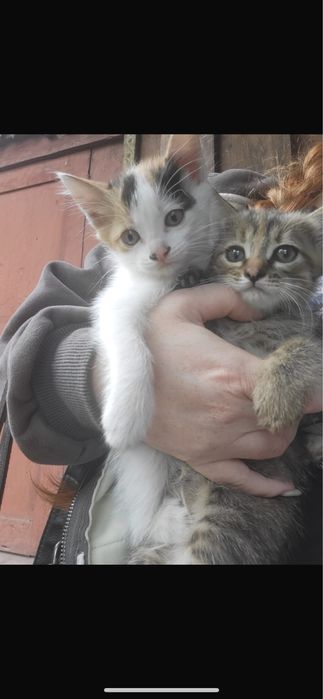 Отдам котят , ласковые девочки ищут себе дом