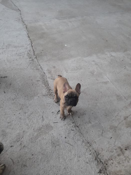 Buldog francez din parinti cu pedigree
